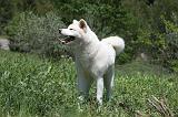 AKITA INU 350
